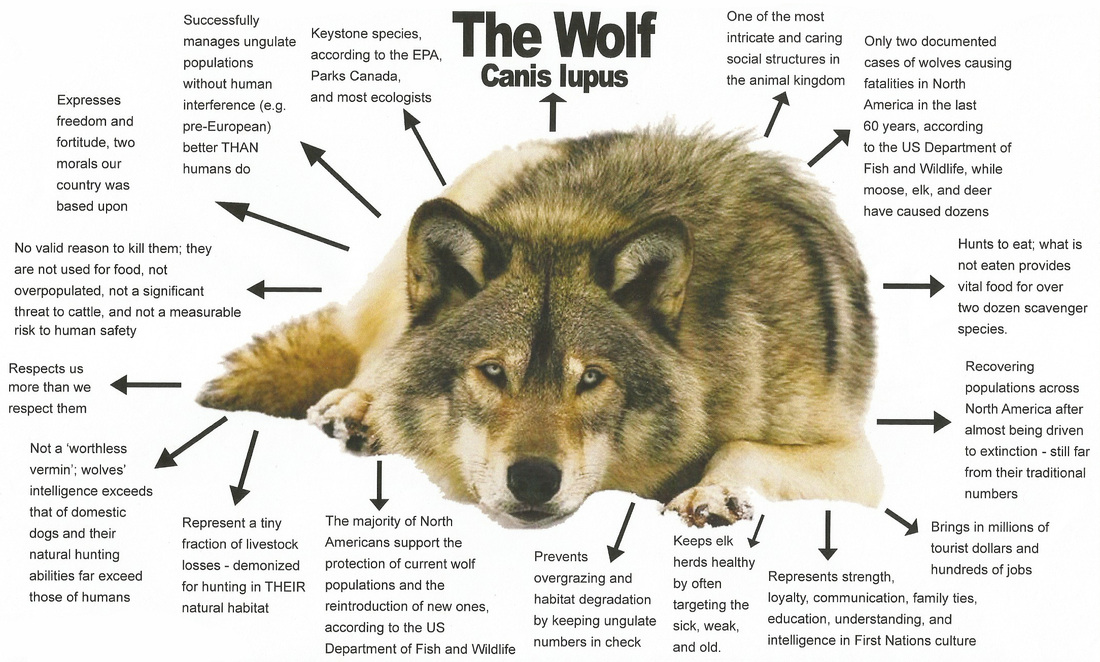 Interesting Facts About Wolves Interesting Facts About Wolves Animal ...